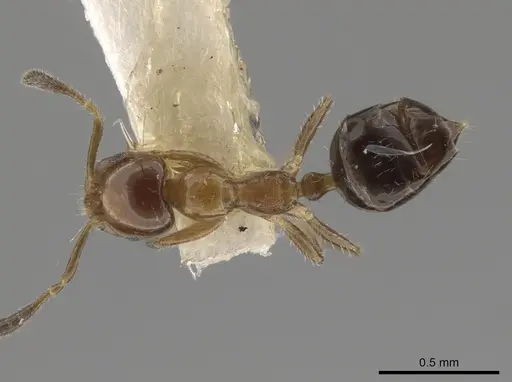 Myrmelachista mexicana - MZSP70909