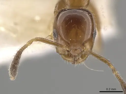 Myrmelachista mexicana - MZSP70909