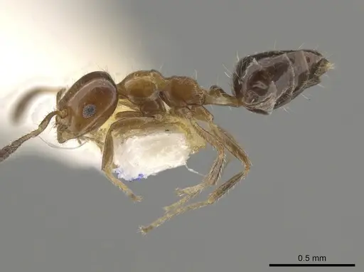 Myrmelachista mexicana - MZSP70909