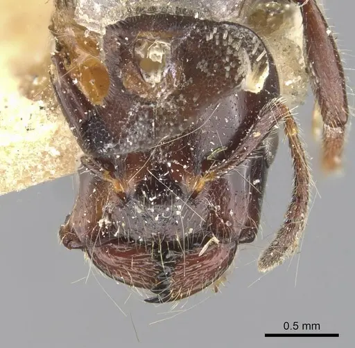 Myrmelachista muelleri specimen