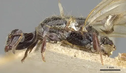 Myrmelachista muelleri specimen