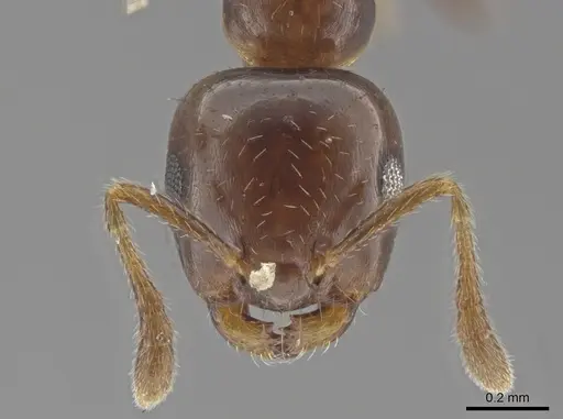 Myrmelachista nigella specimen