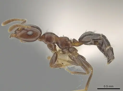 Myrmelachista nigella specimen