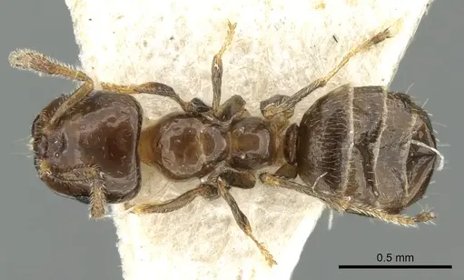 Myrmelachista nigella - CASENT0906244