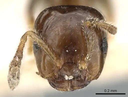 Myrmelachista nigella - CASENT0906244