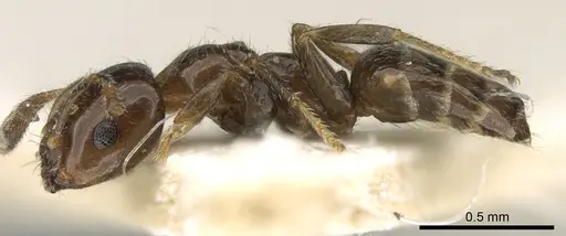 Myrmelachista nigella - CASENT0906244