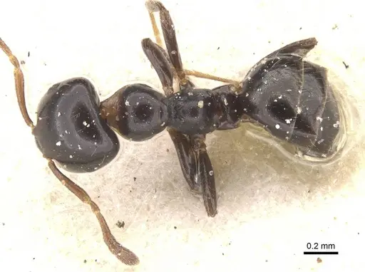 Myrmelachista nigella - CASENT0912342