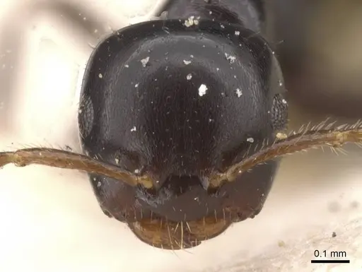 Myrmelachista nigella - CASENT0912342