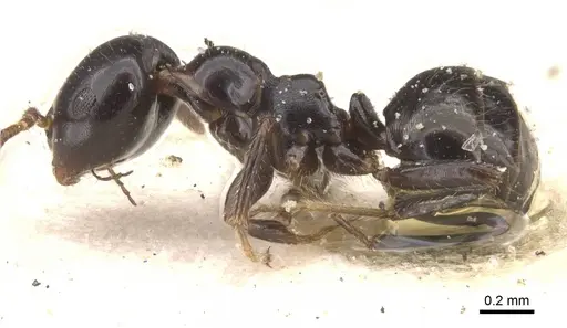 Myrmelachista nigella - CASENT0912342