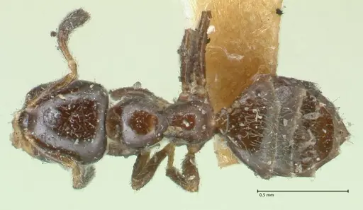 Myrmelachista nigella - FOCOL2233