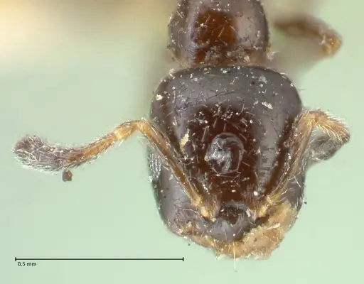 Myrmelachista nigella - FOCOL2233