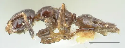 Myrmelachista nigella - FOCOL2233