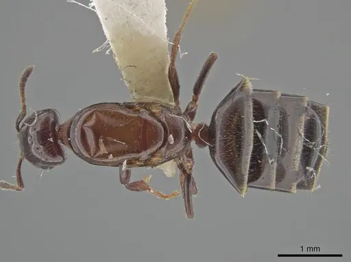 Myrmelachista nigella - JTLC000002851