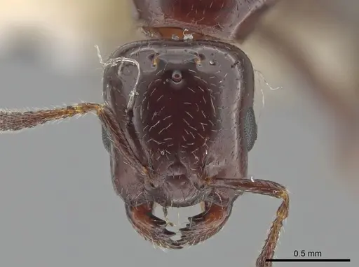 Myrmelachista nigella - JTLC000002851