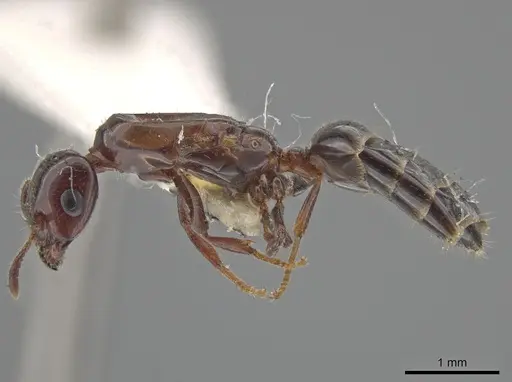 Myrmelachista nigella - JTLC000002851