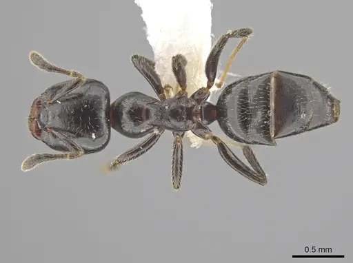 Myrmelachista nigella - JTLC000015126