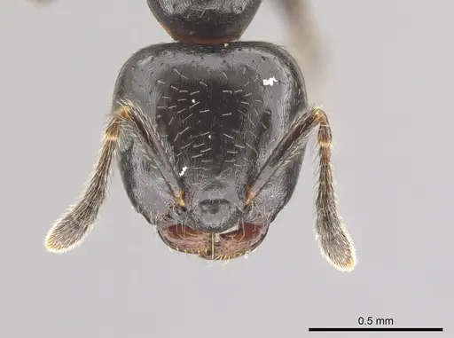 Myrmelachista nigella - JTLC000015126