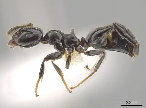 Myrmelachista nigella - JTLC000015126