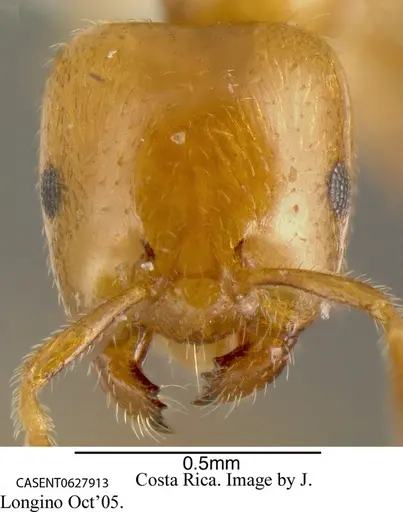 Myrmelachista nigrocotea specimen