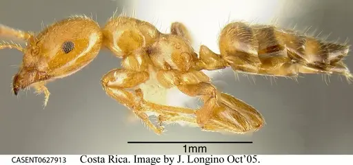 Myrmelachista nigrocotea specimen