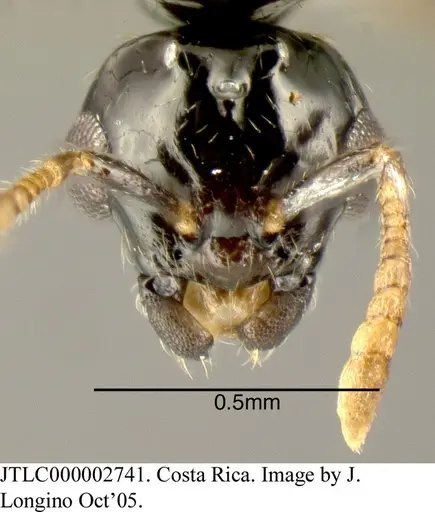 Myrmelachista nigrocotea - JTLC000002741