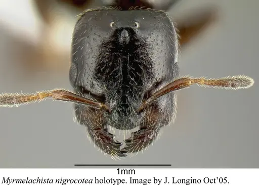 Myrmelachista nigrocotea - JTLC000006186