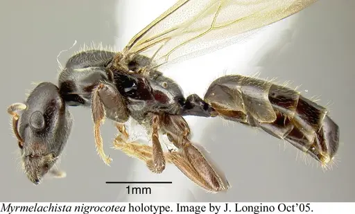 Myrmelachista nigrocotea - JTLC000006186