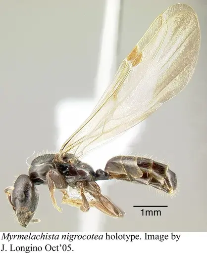 Myrmelachista nigrocotea - JTLC000006186