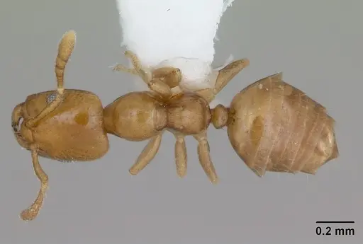 Myrmelachista nodigera specimen