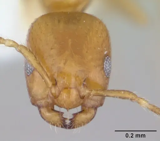 Myrmelachista nodigera specimen