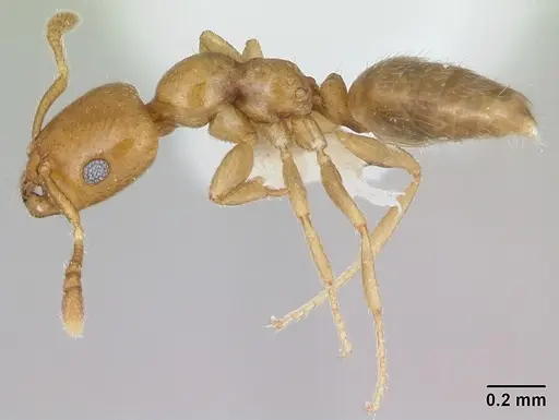 Myrmelachista nodigera specimen