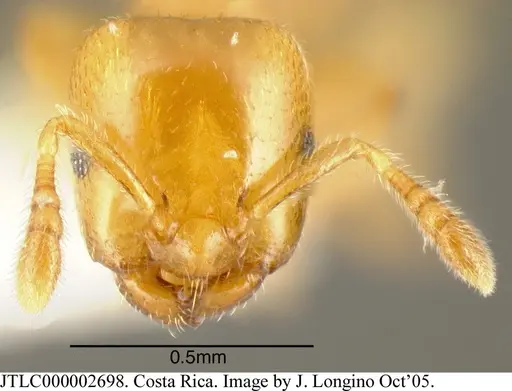 Myrmelachista osa - JTLC000002698