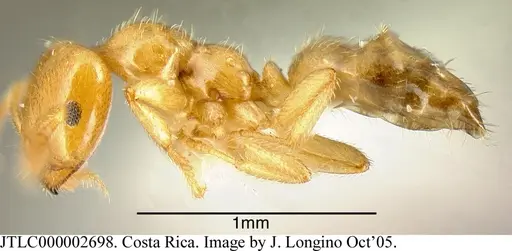 Myrmelachista osa - JTLC000002698