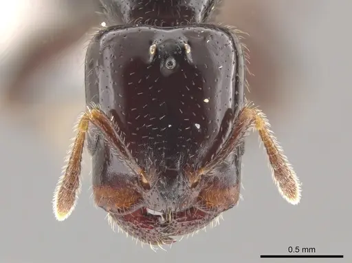 Myrmelachista osa - JTLC000002701