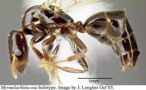 Myrmelachista osa - JTLC000006231
