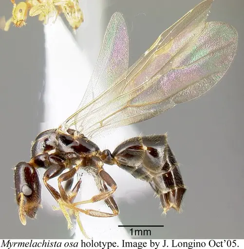 Myrmelachista osa - JTLC000006231