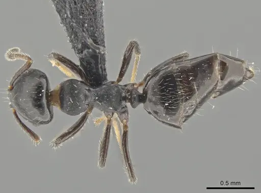 Myrmelachista paderewskii specimen