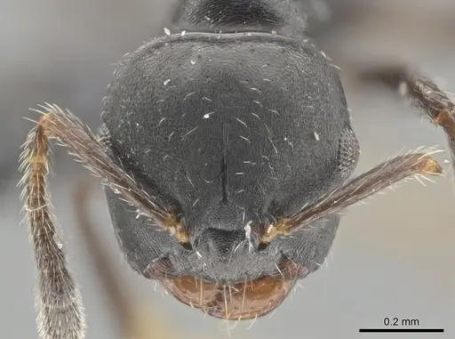 Myrmelachista paderewskii specimen