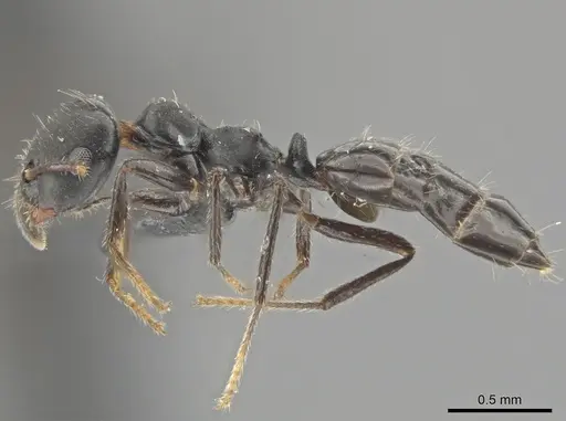 Myrmelachista paderewskii specimen