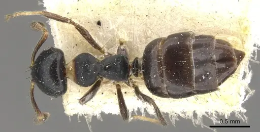 Myrmelachista paderewskii - CASENT0903116