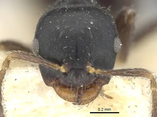 Myrmelachista paderewskii - CASENT0903116