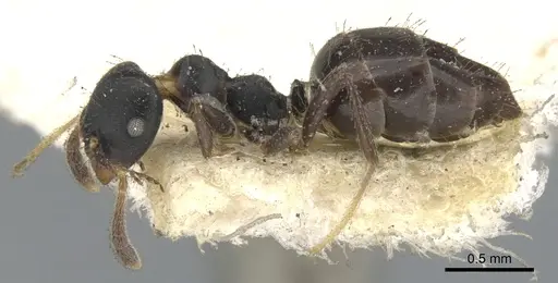 Myrmelachista paderewskii - CASENT0903116