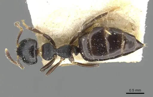 Myrmelachista paderewskii - CASENT0909925