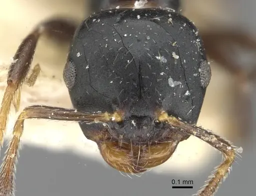 Myrmelachista paderewskii - CASENT0909925