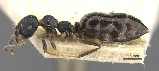 Myrmelachista paderewskii - CASENT0909925