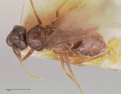 Myrmelachista paderewskii - FOCOL0786