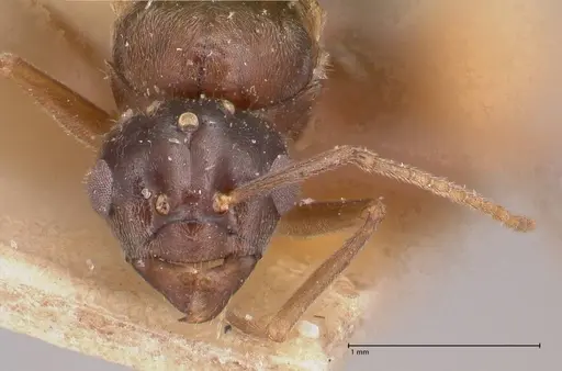 Myrmelachista paderewskii - FOCOL0786