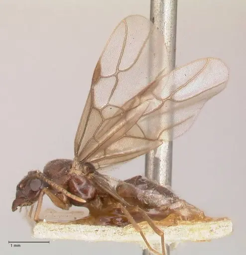 Myrmelachista paderewskii - FOCOL0786