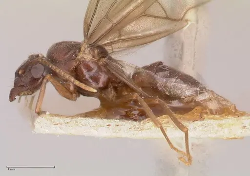 Myrmelachista paderewskii - FOCOL0786