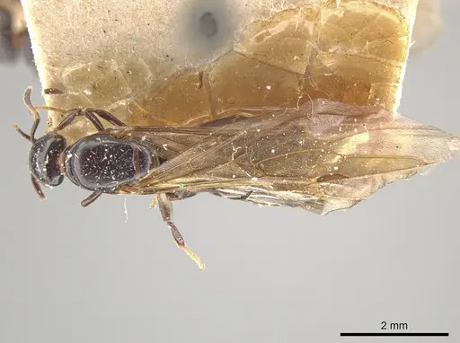 Myrmelachista paderewskii - MCZ-ENT00021426